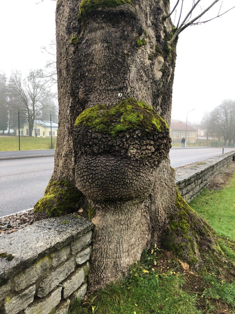Trädbesiktning vid väg