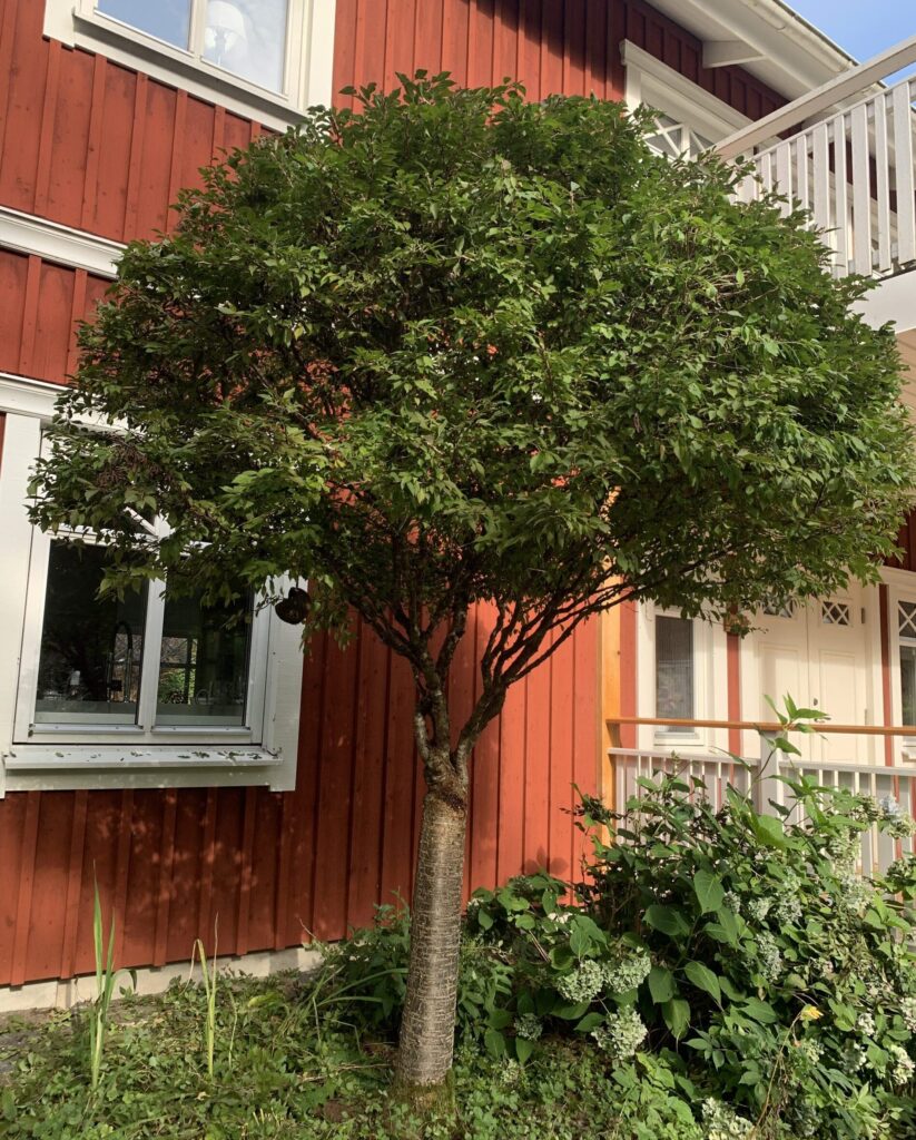 Underhålla träd